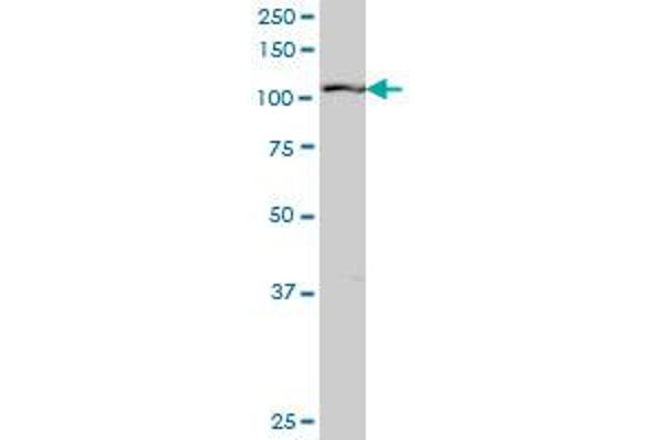 RIN2 antibody  (AA 786-894)