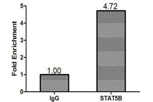 Chromatin Immunoprecipitation MCF-7 (1. (STAT5B antibody  (AA 40-280))
