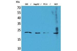 Western Blotting (WB) image for anti-Fibroblast Growth Factor 6 (FGF6) (C-Term) antibody (ABIN3187711) (FGF6 antibody  (C-Term))