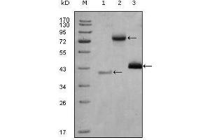 Western blot analysis using HDAC3 mouse mAb against truncated Trx-HDAC3 recombinant protein (1), full length HDAC3-hIgGFc (aa1-428) transfected CHO-K1 cell lysate(2) and Hela cell lysate (3). (HDAC3 antibody  (AA 224-428))