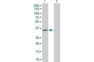 Western Blot analysis of PBRM1 expression in transfected 293T cell line by PBRM1 MaxPab polyclonal antibody. (Polybromo 1 antibody  (AA 1-306))