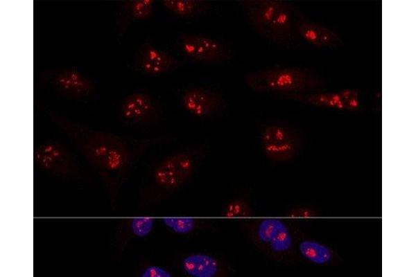 NOP58 antibody