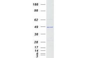 SDS3 Protein (Myc-DYKDDDDK Tag)