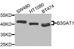 Western blot analysis of extracts of various cell lines, using B3GAT1 antibody (ABIN6003603) at 1/1000 dilution. (CD57 antibody)