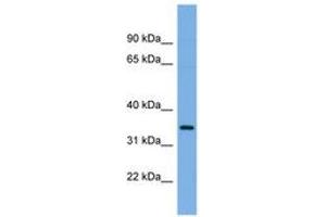 Image no. 1 for anti-Scramblase (SCR1) (N-Term) antibody (ABIN6743280) (Scramblase antibody  (N-Term))