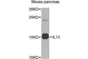 Western blot analysis of extracts of mouse pancreas, using IL13 antibody (ABIN5971115) at 1/1000 dilution. (IL-13 antibody)