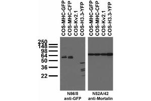 Transfected cell immunoblot: extracts of COS cells transfected with GFP-tagged MHC, CFP-tagged MHC, YFP-tagged Histone H3. (GFP antibody  (AA 1-238))