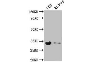Western Blot Positive WB detected in: PC-3 whole cell lysate, Mouse kidney tissue All lanes: POLR2C antibody at 3. (POLR2C antibody  (AA 2-275))