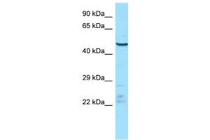 WB Suggested Anti-Endou Antibody   Titration: 1. (ENDOU antibody  (Middle Region))