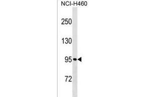 MKLN1 Antibody (Center) (ABIN1538271 and ABIN2850227) western blot analysis in NCI- cell line lysates (35 μg/lane).
