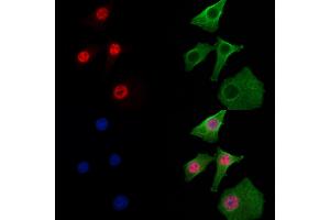 ABIN6257960 and ABIN6274899 staining Hela cells by IF/ICC.