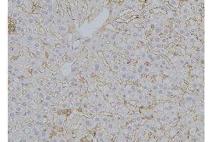 ABIN6272951 at 1/100 staining Mouse liver tissue by IHC-P. (SUCLA2 antibody  (Internal Region))