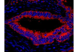 Immunofluorescence (IF) image for anti-Eukaryotic Translation Elongation Factor 2 (EEF2) (AA 808-858) antibody (ABIN7448956) (EEF2 antibody  (AA 808-858))