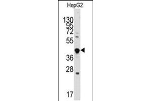 Western blot analysis of anti-GDF3 Antibody in HepG2 cell line lysates (35ug/lane) (GDF3 antibody  (AA 170-197))