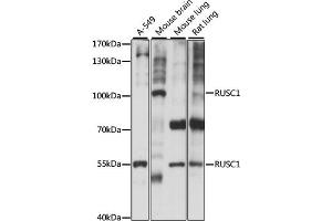 Western blot analysis of extracts of various cell lines, using RUSC1 antibody (ABIN7270114) at 1:1000 dilution.