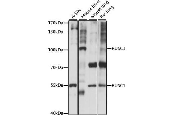 RUSC1 anticorps  (AA 1-320)
