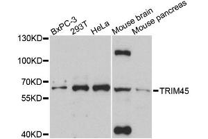 Western blot analysis of extracts of various cell lines, using TRIM45 antibody. (TRIM45 antibody)