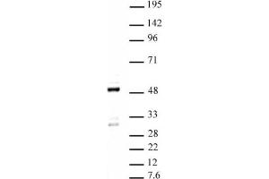 Ets-1 pAb tested by Western blot. (ETS1 antibody  (C-Term))