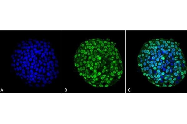 CENPA antibody