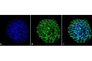 Immunocytochemistry/Immunofluorescence analysis using Mouse Anti-CENP-A Monoclonal Antibody, Clone 5A7-2E11 (ABIN1027707). (CENPA antibody)