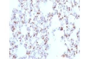 Formalin-fixed, paraffin-embedded rat lung stained with TTF1 antibody (NX2. (TTF1 antibody)