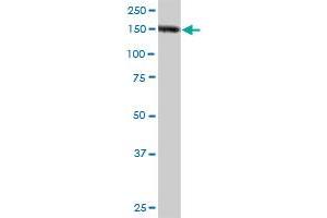 NID1 MaxPab rabbit polyclonal antibody. (Nidogen 1 antibody  (AA 1-1114))