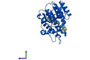Protein Structure (PS) image for Retinol Dehydrogenase 12 (All-Trans/9-Cis/11-Cis) (RDH12) (AA 1-316) protein (His tag) (ABIN7551220)