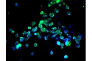 Immunofluorescence (Cultured Cells) (IF (cc)) image for anti-Caspase 8 (CASP8) (AA 411-482) antibody (ABIN724205)