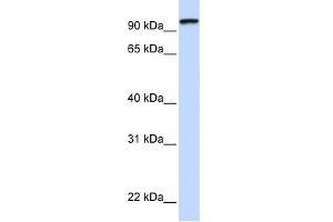 WB Suggested Anti-PCDHGC3 Antibody Titration:  0. (Protocadherin gamma Subfamily C, 3 (PCDHGC3) (C-Term) antibody)