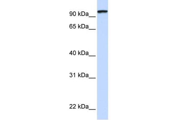 Protocadherin gamma Subfamily C, 3 (PCDHGC3) (C-Term) Antikörper