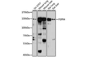 Western blot analysis of extracts of various cell lines, using FGFR4 antibody (ABIN2562593) at 1:1000 dilution. (FGFR4 antibody)
