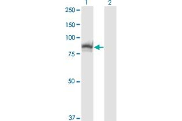 SSH3 antibody  (AA 293-391)