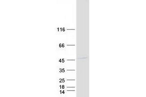 Western Blotting (WB) image for Required For Meiotic Nuclear Division 5 Homolog A (RMND5A) protein (Myc-DYKDDDDK Tag) (ABIN2730982)