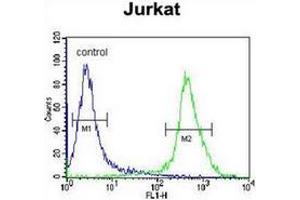 Flow cytometric analysis of Jurkat cells using MOGT3 Antibody (C-term) Cat.