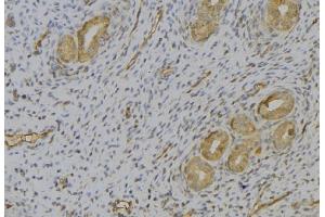 ABIN6277393 at 1/100 staining Human uterus tissue by IHC-P. (Kallikrein 2 antibody)