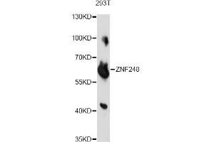 Western blot analysis of extracts of 293T cells, using ZNF248 antibody. (ZNF248 antibody)