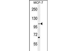 GAS2L2 Antibody (C-term) (ABIN655364 and ABIN2844921) western blot analysis in MCF-7 cell line lysates (35 μg/lane).