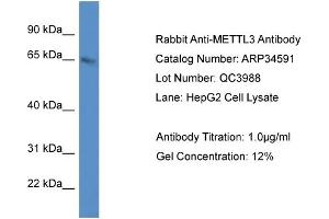 WB Suggested Anti-METTL3 Antibody   Titration: 1. (METTL3 antibody  (C-Term))