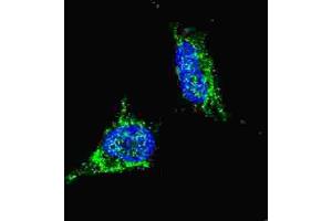 Immunofluorescence (IF) image for anti-Lin-28 Homolog B (LIN28B) antibody (ABIN2998297) (LIN28B antibody)