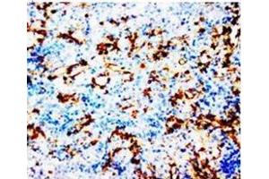 AP23304PU-N COX1 antibody staining of Paraffin Embedded Rat Spleen Tissue Sections in cytoplasm. (PTGS1 antibody  (N-Term))