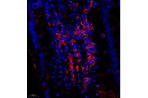 Immunofluorescence (Paraffin-embedded Sections) (IF (p)) image for anti-Cubilin (Intrinsic Factor-Cobalamin Receptor) (CUBN) antibody (ABIN7073601)
