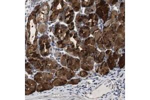 Immunohistochemical staining of human stomach with CNPY4 polyclonal antibody  shows strong cytoplasmic positivity in glandular cells.