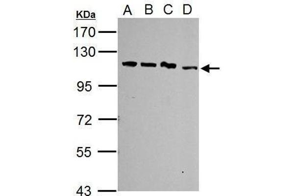 SART1 antibody  (Internal Region)