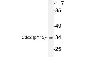 Western blot (WB) analyzes of p-Cdk1/Cdc2 antibody in extracts from HepG2 cells. (CDK1 antibody  (pTyr15))