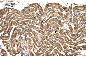 Human Muscle (ATP5B antibody  (N-Term))