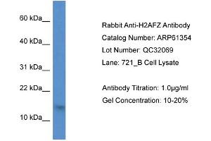 Western Blotting (WB) image for anti-H2A Histone Family, Member Z (H2AFZ) (N-Term) antibody (ABIN786402) (H2AFZ antibody  (N-Term))
