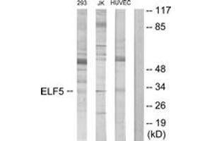 Western blot analysis of extracts from Jurkat/293/HuvEc cells, using ELF5 Antibody.