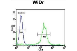 ADAM19 Antibody (Center) flow cytometric analysis of WiDr cells (right histogram) compared to a negative control cell (left histogram). (ADAM19 antibody  (Middle Region))