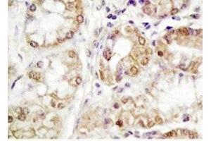 Human stomach tissue was stained by Rabbit Anti-GOAT (181-199) (H) Antiserum (MBOAT4 antibody  (AA 181-199))