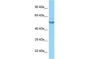 WB Suggested Anti-CAMK2G Antibody Titration: 1. (CAMKII gamma antibody  (C-Term))